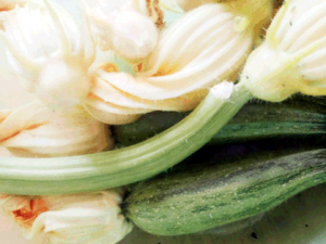 zucchine-fiori-di-zucca