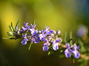 erbe-aromatiche-rosmarino