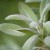 Salvia: benefici, proprietà e usi in cucina