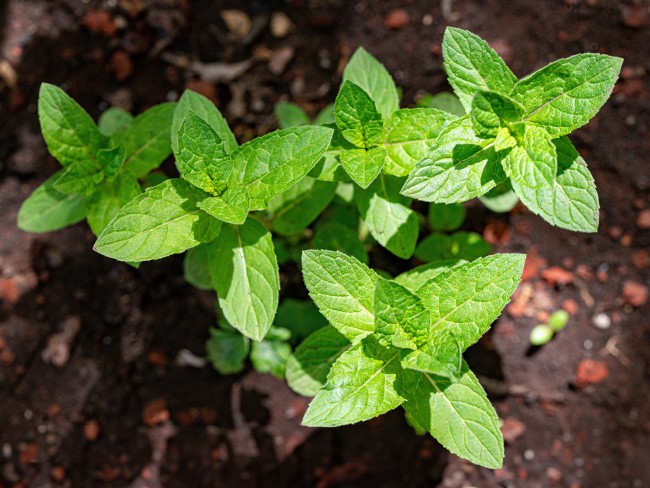 Come Coltivare la Menta a Casa in terreno o vaso